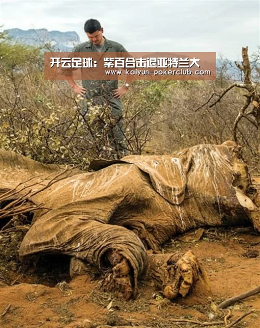 开云足球:紫百合击退亚特兰大